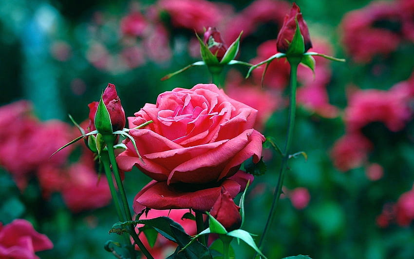 Jardín de rosas rojas Las mejores flores y en de teléfonos móviles fondo de pantalla