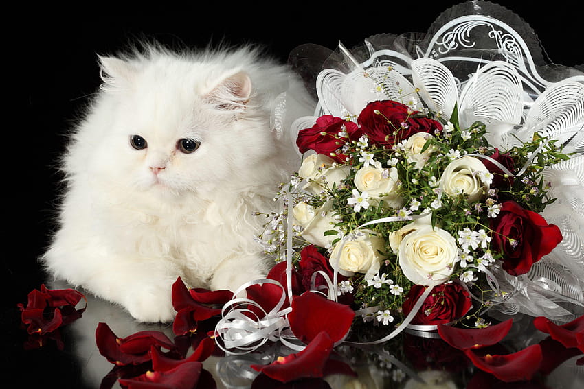 10903 white, fluffy, bouquet, ivory, Rose, ivory rose HD wallpaper