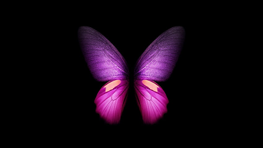 Purple Butterfly , Wings, Black background, Samsung Galaxy Fold, AMOLED, CGI, Girly, Stock, Graphics CGI, dark purple HD wallpaper