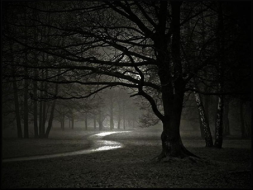 night path, lonely road night HD wallpaper