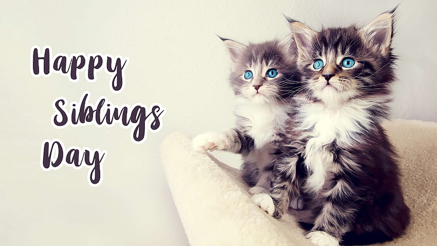 Happy National Siblings Day Two Cute Kittens Cat Blue Eyes, happy kitten day HD wallpaper