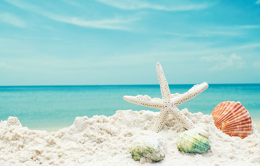 arena mar playa estrella concha verano playa mar azul [1332x850] para su, móvil y tableta, seabeach fondo de pantalla