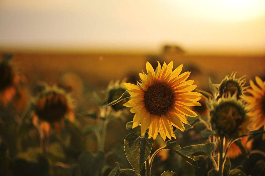 Sunflower oil benefits for hair and skin:, helianthus annuus HD wallpaper