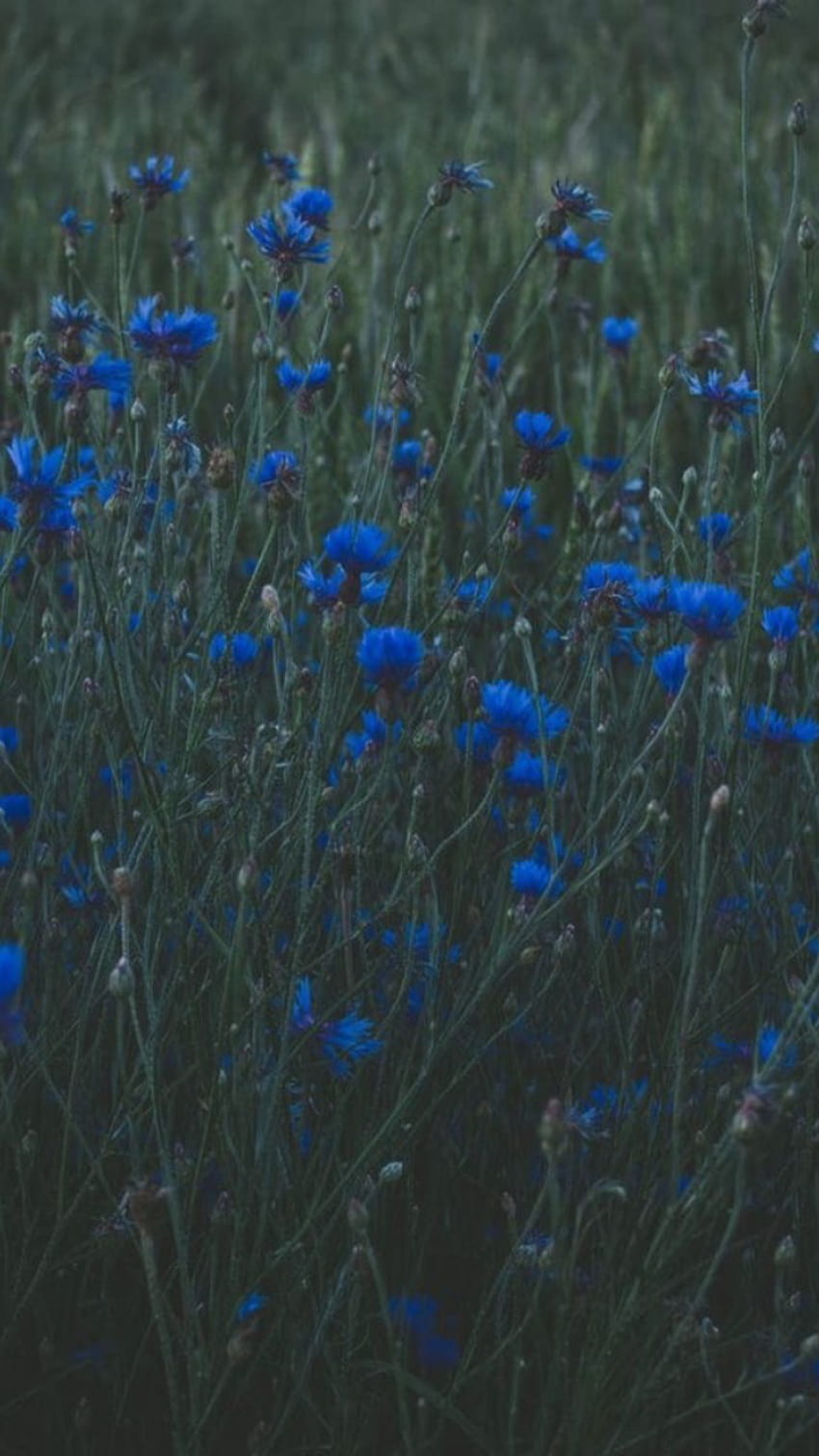 field with blue flowers, blue aesthetic flowers HD phone wallpaper