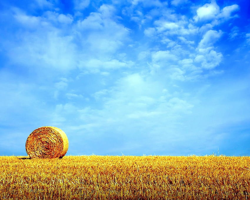 Golden wheat field, summer wheat HD wallpaper