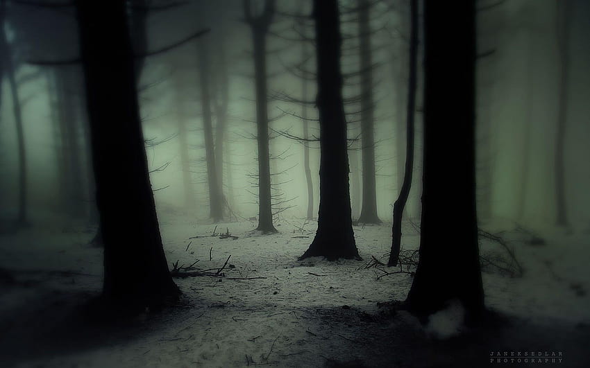 Nature landscapes trees forest wood gloom snowing snow winter fog, spooky forest HD wallpaper