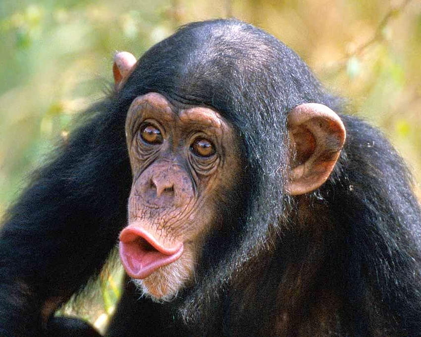 Dunia Hewan: galeri wajah simpanse hewan Wallpaper HD