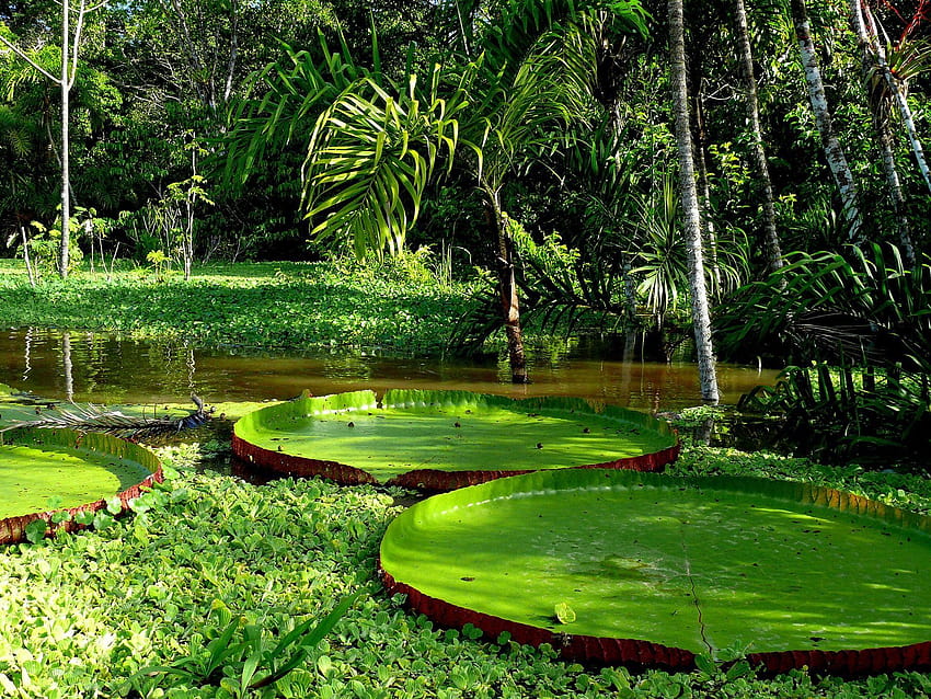 아마존 열대우림 강 , 아마존 강 HD 월페이퍼
