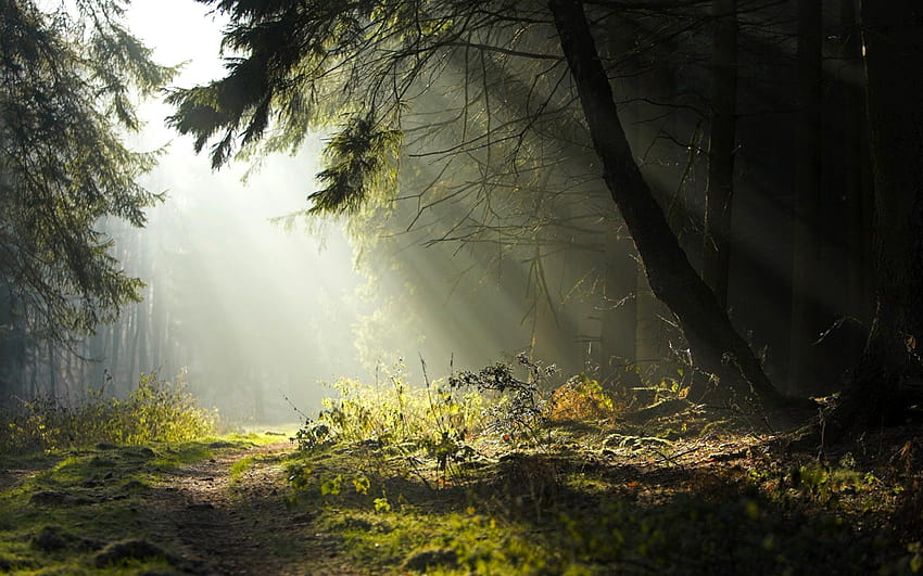 2950164 forest trees grass road sun rays and, forest sun rays HD wallpaper