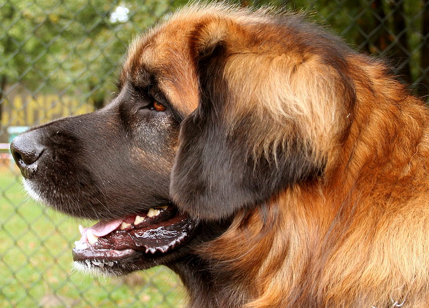 Leonberger Hund / und mobile Hintergründe HD-Hintergrundbild