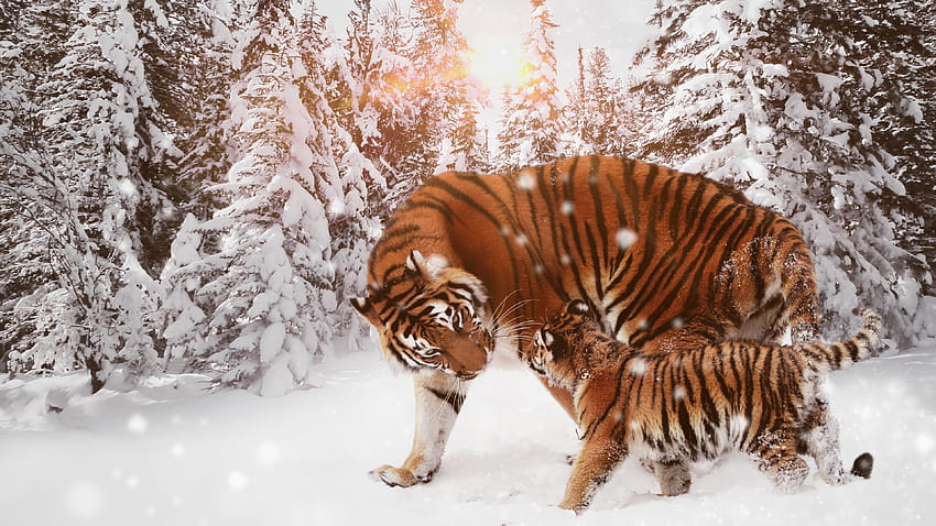 Tiger With Cub, animals in winter HD wallpaper