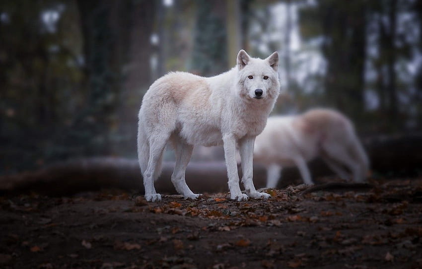 autumn, forest, white, look, leaves, pose, the dark background, background, wolf, wolves, log, white, two, blurred, polar, Arctic , section животные, wolf in autumn HD wallpaper