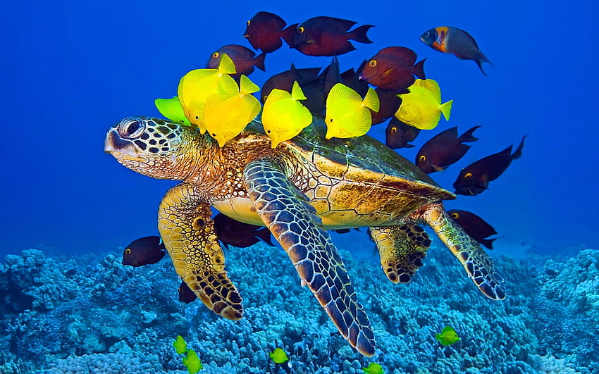 Żółw morski i ryba do laptopa Telefon komórkowy: 13, żółw oceaniczny Tapeta HD