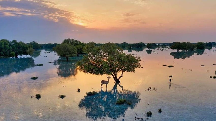 This Eco, mangroves HD wallpaper