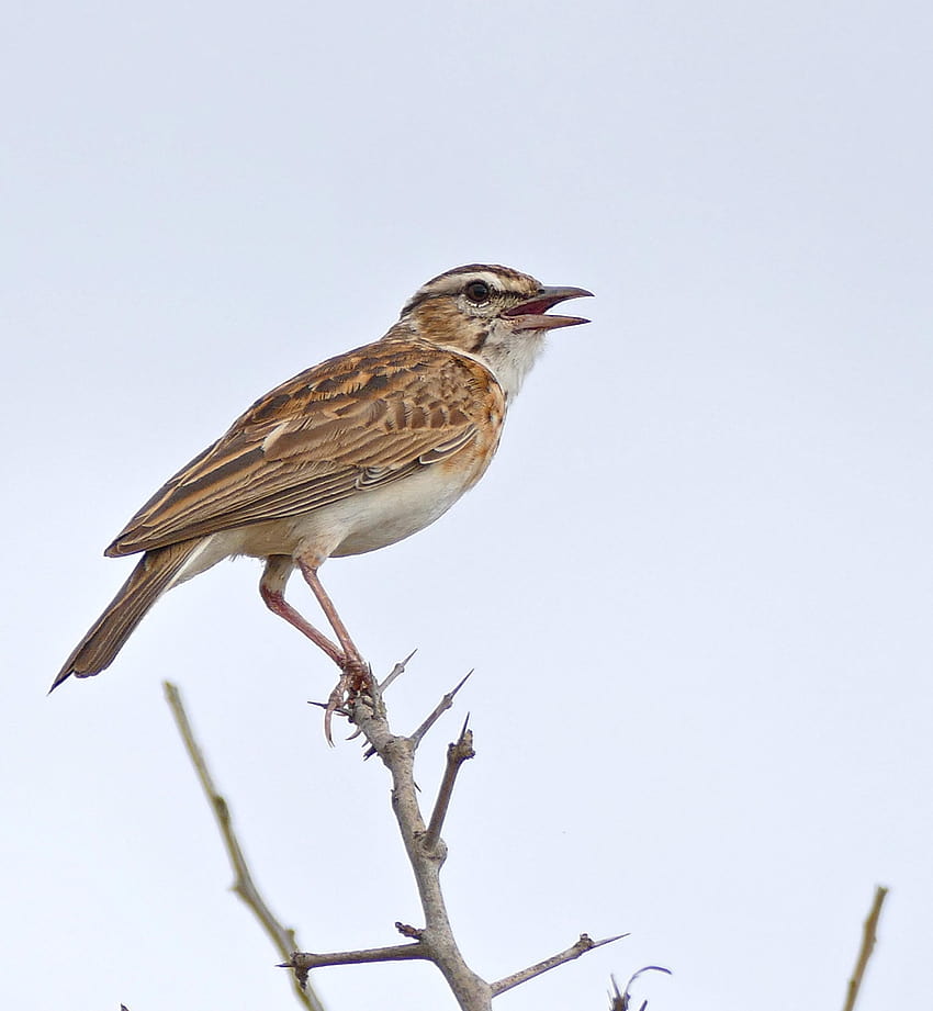 Brown bird perching on branch during daytime, lark, larks HD phone wallpaper