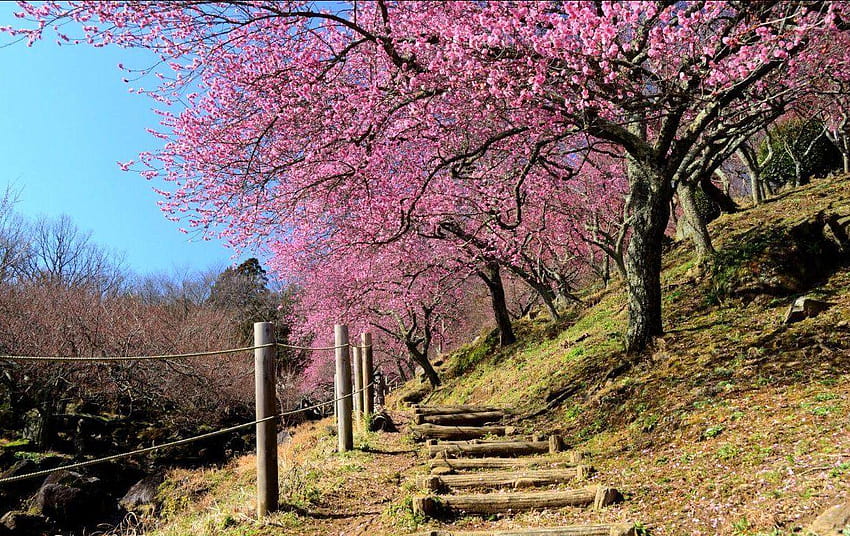 Pemandangan Alam Terindah di Jepang Tapeta HD