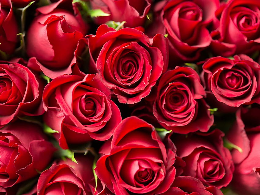 1280x960 mawar, merah, bunga, buket standar 4:3 latar belakang, mawar berwarna merah Wallpaper HD