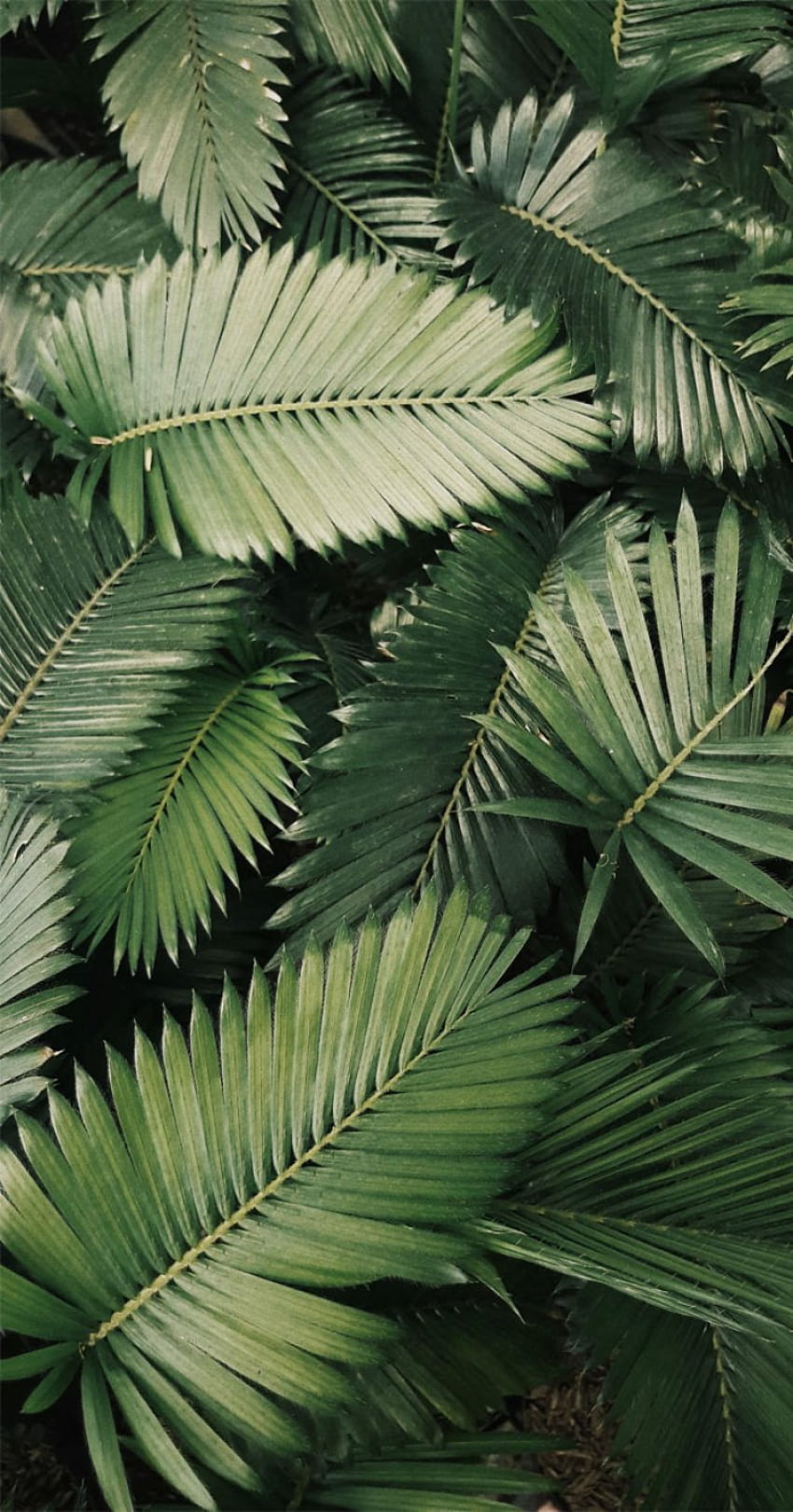 Tropical Leaves, Botanicals, Leaf Phone, plant cell HD phone wallpaper