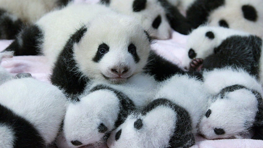 Baby Panda, new born panda HD wallpaper