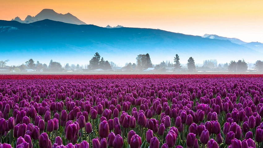Purple tulips field HD wallpaper