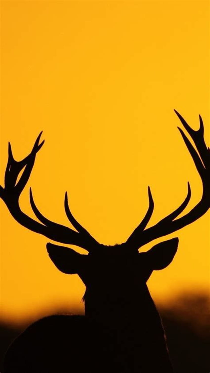 Small Deer with Antlers Silhouette HD phone wallpaper