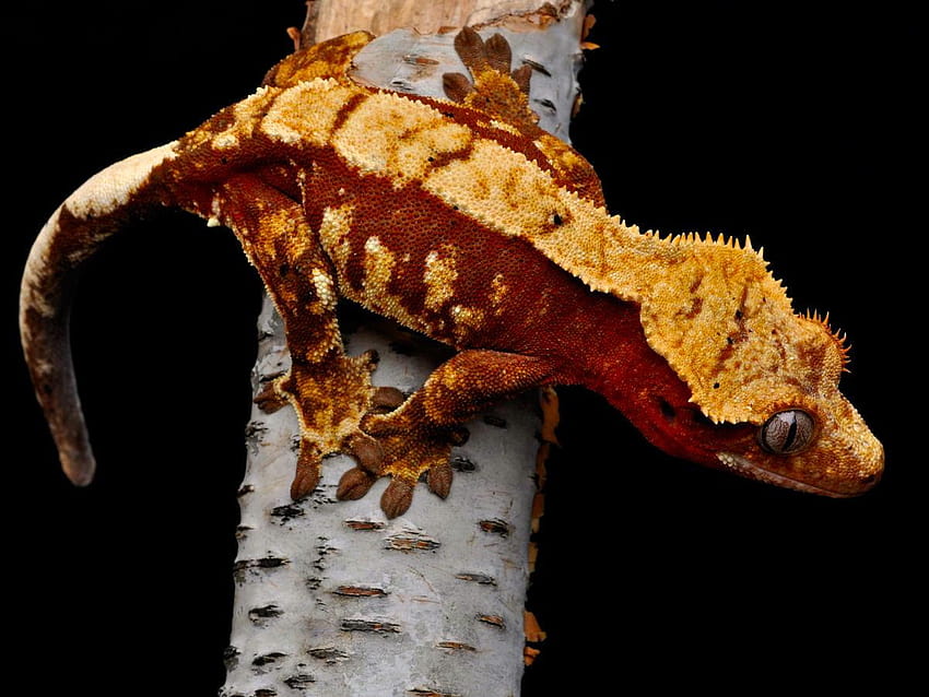 Extreme Cresties, crested geckos HD wallpaper