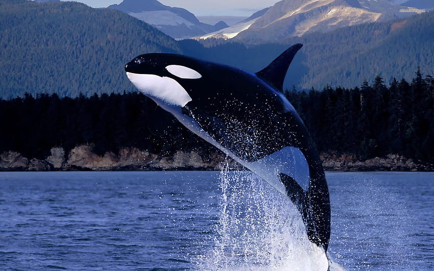 Balena assassina, orca Sfondo HD