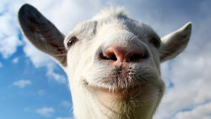 Goat , 44 Full High Definition Goat, baby goat HD wallpaper