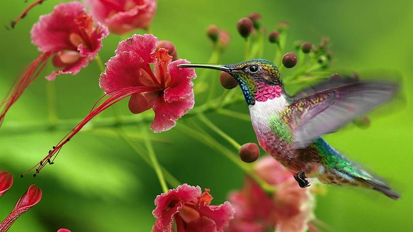 За > Moving Hummingbird HD тапет