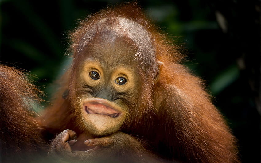 6 Baby Orangutan HD wallpaper