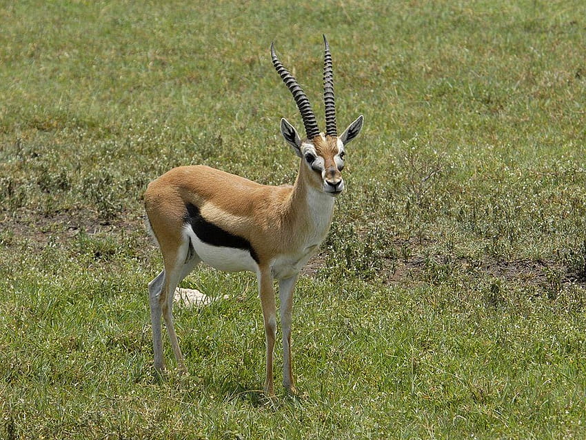 Springbok HD wallpaper | Pxfuel