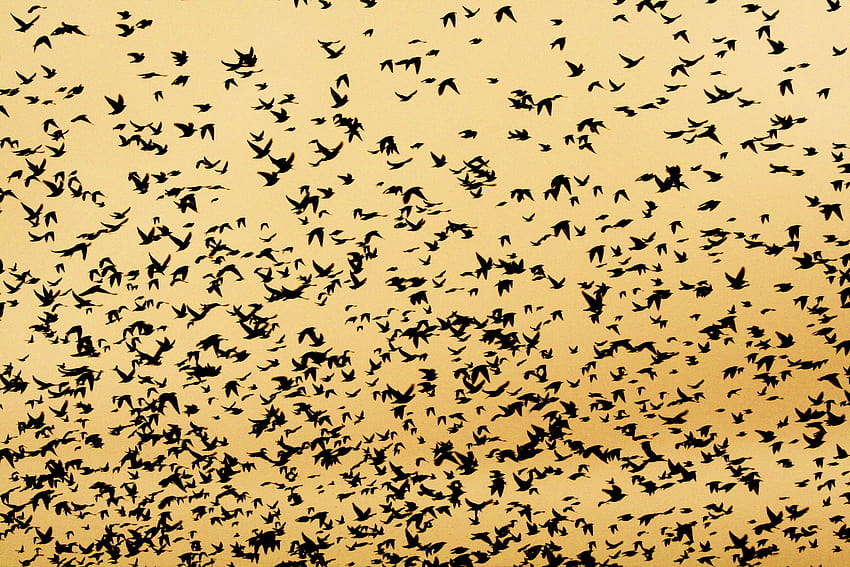 kuşlar akın skyscapes sığırcık 3456x2304 Yüksek Kalite, kuş sürüsü HD duvar kağıdı