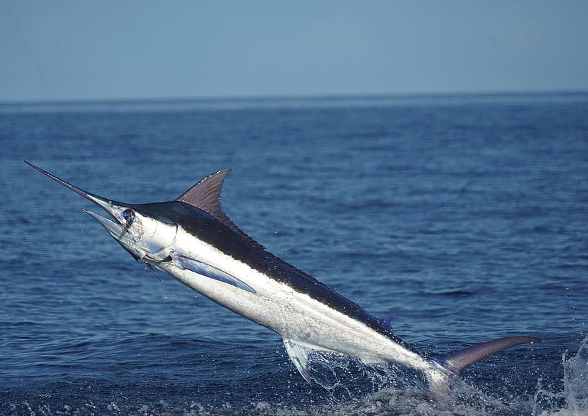 Blue Marlin off Miami, 대서양 청새치 HD 월페이퍼