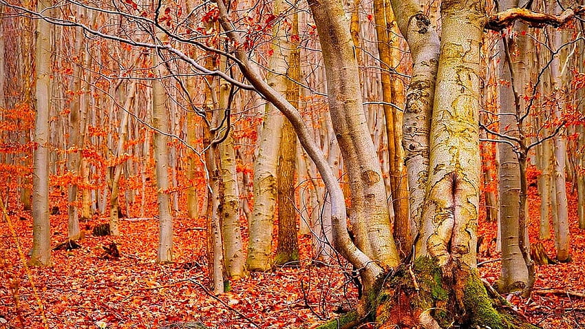 Autumn Wallpaper Photos Download The BEST Free Autumn Wallpaper Stock  Photos  HD Images