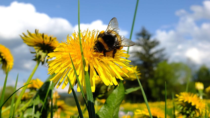 Migliori 4 sfondi Bumble Bee su anca, insetto calabrone Sfondo HD