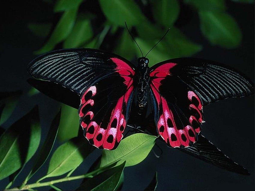 Pretty Butterfly Group、本物の蝶 高画質の壁紙
