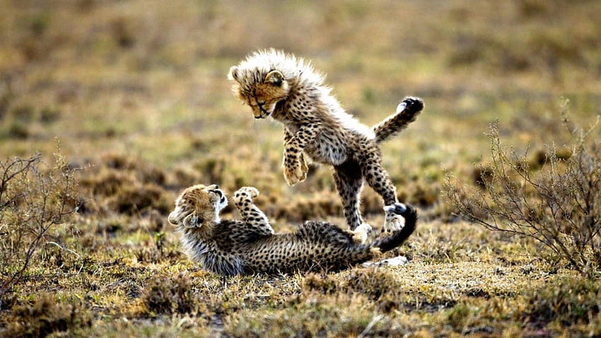 Cute Baby Cheetah, piccoli ghepardi Sfondo HD
