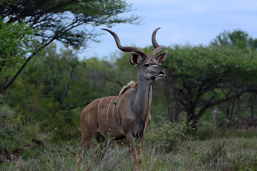 Kudu, greater HD wallpaper | Pxfuel