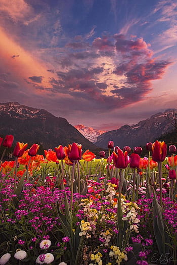 Page 2 | flowers valley mountains HD wallpapers | Pxfuel