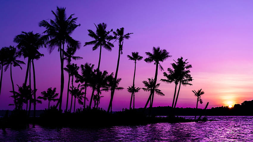 2560x1440 palmy, sylwetka, zachód słońca, fioletowe panoramiczne tła 16:9, fioletowe palmy Tapeta HD