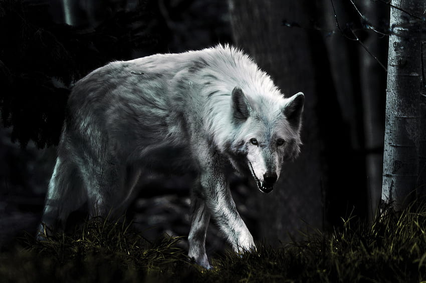 Loup aux yeux bleus noirs, loup blanc anime Fond d'écran HD