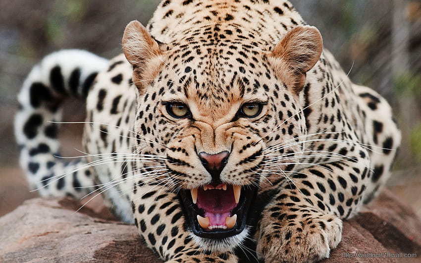 Roar of Jaguar Backgrounds, jaguar laptop HD wallpaper