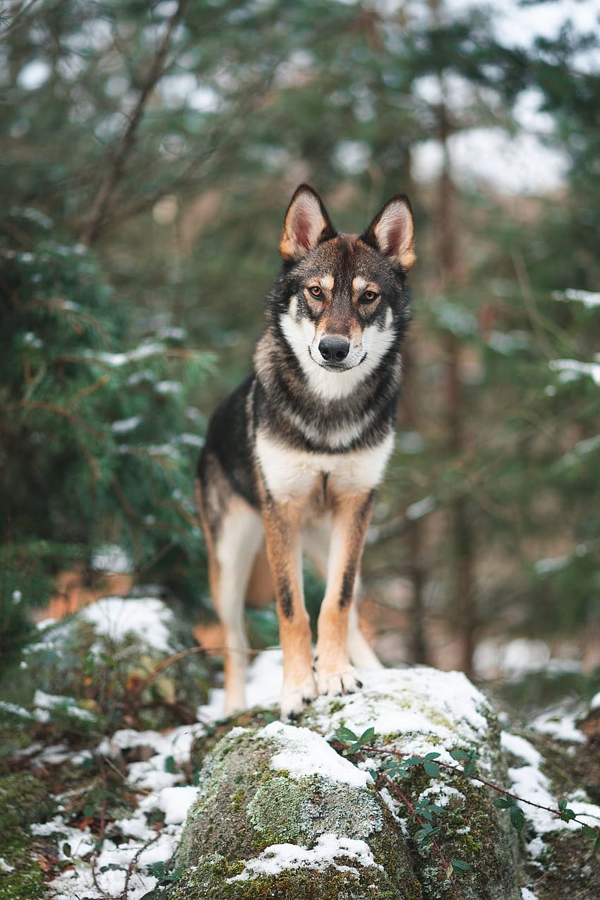 Wolfdog, wolf dog HD phone wallpaper