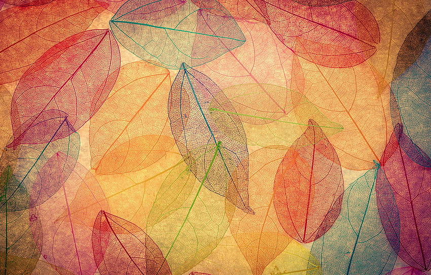 leaves, background, colorful, abstract, autumn, leaves, autumn, transparent , section текстуры HD wallpaper