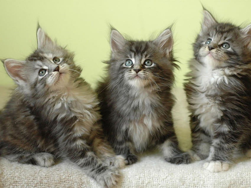 Maine Coon Kittens, usa kittens HD wallpaper | Pxfuel