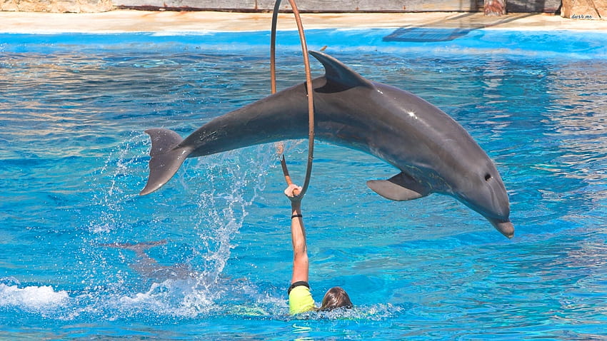 Делфин скача през обръч, делфини скачат HD тапет