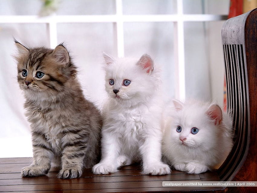38pics] Adorable Persian Kittens and Persian Cat 1024x768 , persian  cats HD wallpaper | Pxfuel