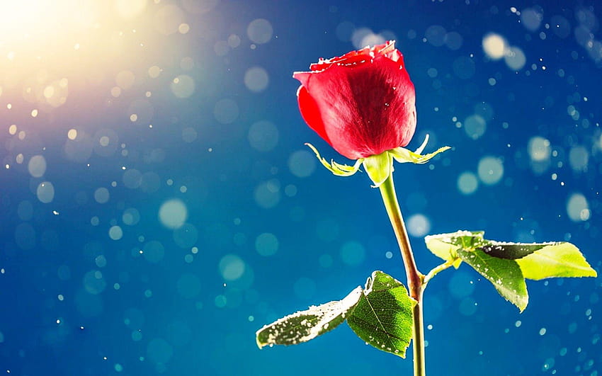 Red rose flower and sunshine, single flower HD wallpaper