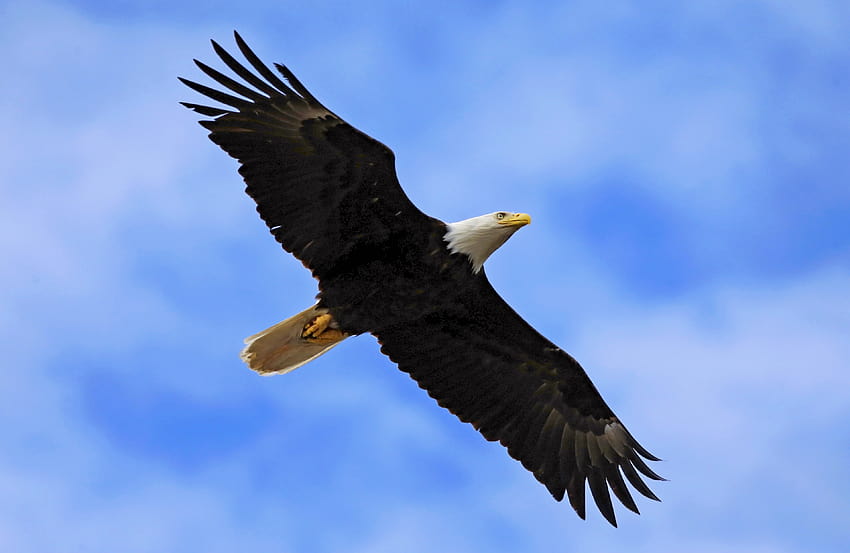 : accipitriformes, bird of prey, bald eagle, beak, fauna, sky, wildlife, buzzard, wing, vulture, feather, condor, hawk, kite, ecoregion, stock graphy 3832x2494 HD wallpaper