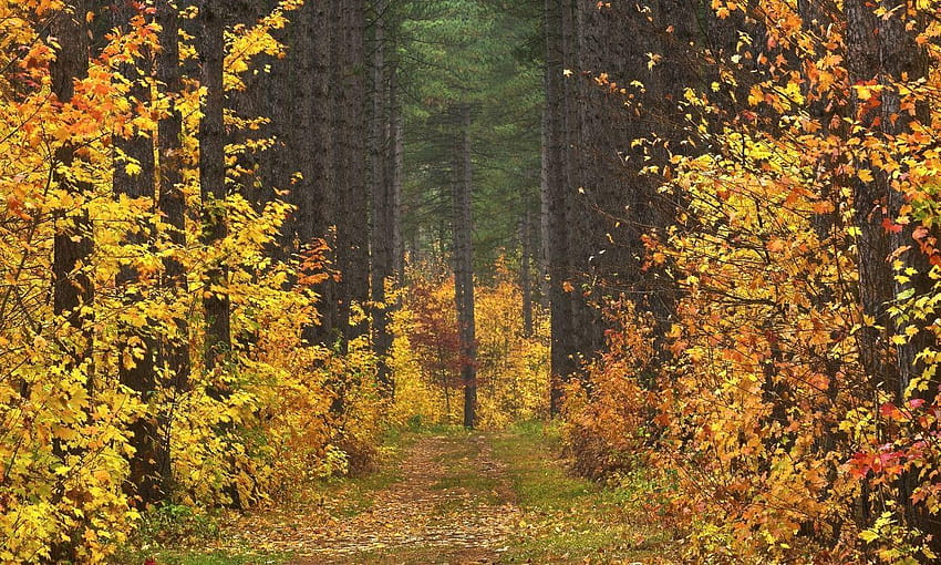 Natura Autunno Forest Road Alberi Paesaggio, strada forestale di viaggio in autunno Sfondo HD